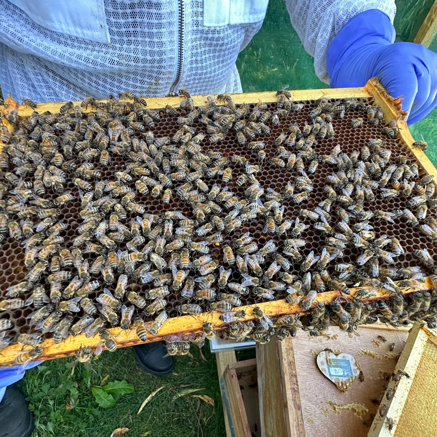 Cafeology's Blackburn Meadows Honey